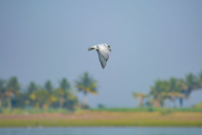 Seagull flying in the sky