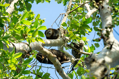 Low angle view of squirrel on tree