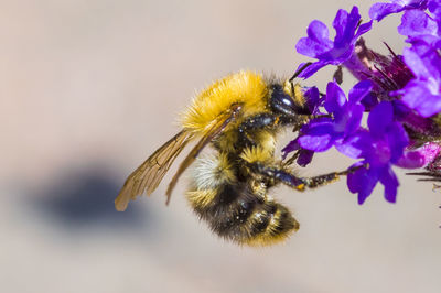 Close-up of bumblebee on purple flowers