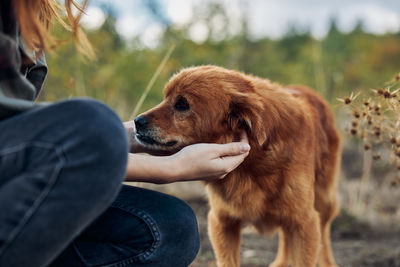 Close-up of dog