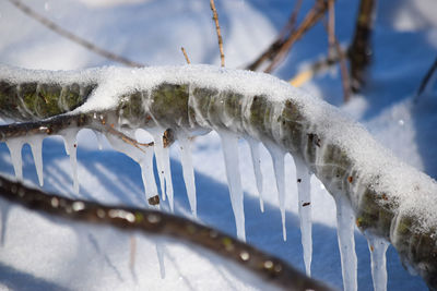 Close-up of snow covered plants