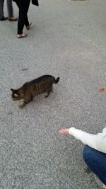 Low section of people walking on road