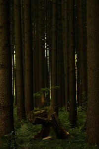 Trees in forest at night