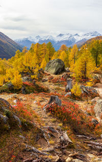 Scenic view of landscape against sky
