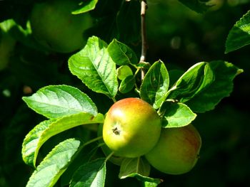 Close-up of fruits on tree