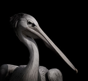 Close-up of a bird against black background