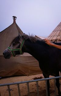Horse against clear sky