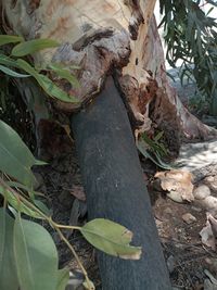 High angle view of leaves on tree trunk in forest