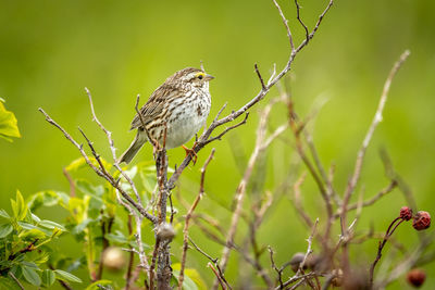 Close-up of bird perching on branch