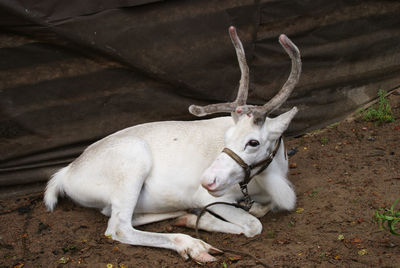 High angle view of white reindeer sitting on dirt at farm