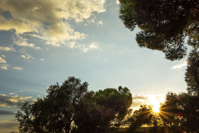 Low angle view of sunlight streaming through trees against sky