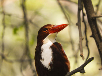 Close-up of a bird perching on branch