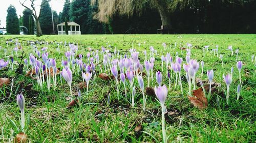 Flowers growing in field