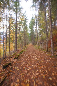 Dirt road amidst trees in forest during autumn