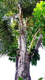 Low angle view of tree against sky