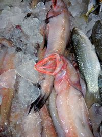 Close-up of fish for sale in market