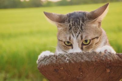 Close-up portrait of cat