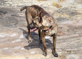 High angle view of dog standing on land