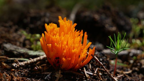 Close-up of orange flower on field