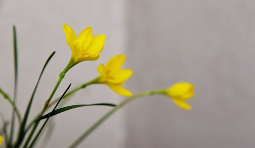 Close-up of yellow flowering plant