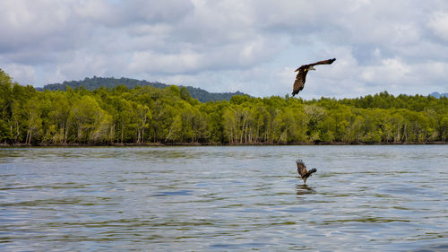 Eagles flying over calm lake