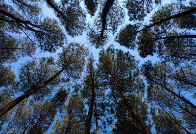 Low angle view of pine trees against sky