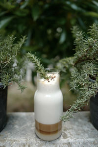 Close-up of potted plant on table
