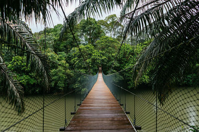 Footbridge amidst trees in forest