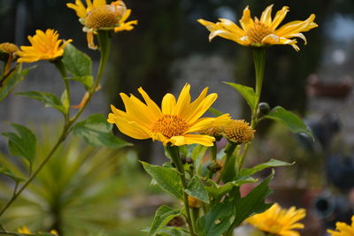 Close-up of yellow flowers