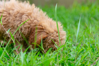 Close-up of a dog on field