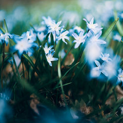 Close-up of white flowering plants on field