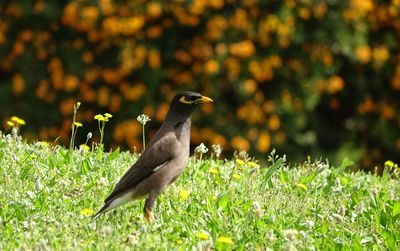 Maina bird on grass enjoy the beautiful day