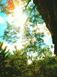 Low angle view of trees against sky