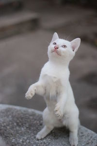 White cat sitting on floor