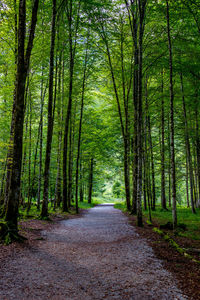 Footpath amidst trees in forest