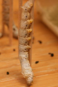 Close-up of lizard on wood