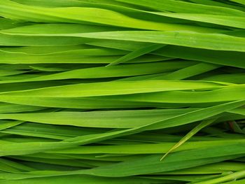 Full frame shot of green leaves