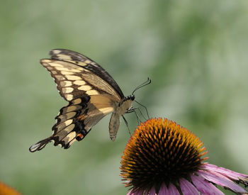 Eastern tiger swallowtail