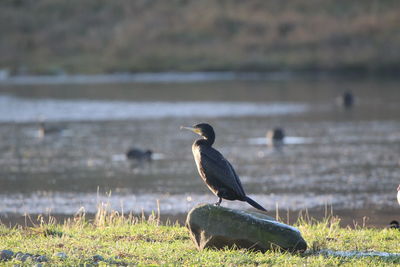 Cormarant on a large stone near lake