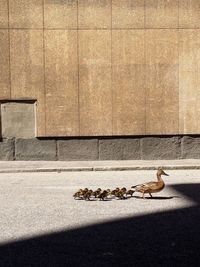 Duck family on a walk in the city, citylife