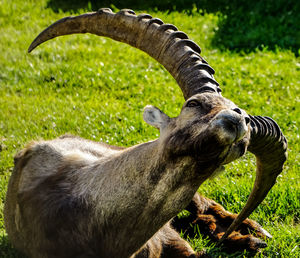 Close-up of elephant on field