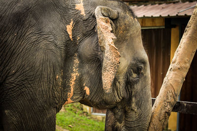 Close-up of elephant in zoo