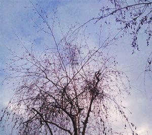 Low angle view of bare trees against sky