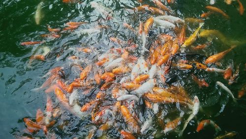 Close-up of leaves in water