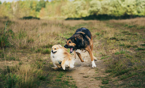 View of a dog on field