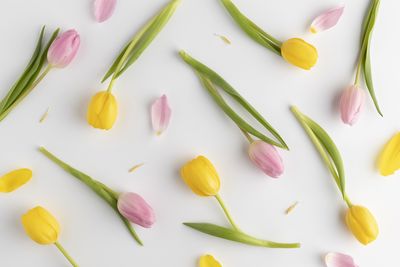 High angle view of white tulips