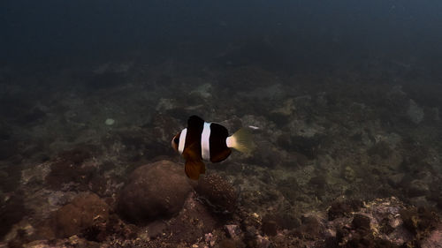 Fish swimming in sea