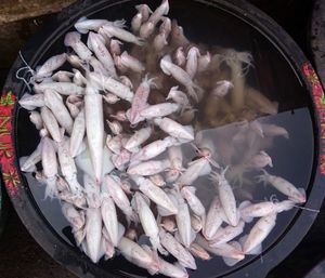 High angle view of fish for sale in market