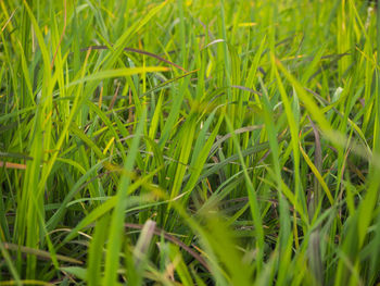 Full frame shot of grass on field