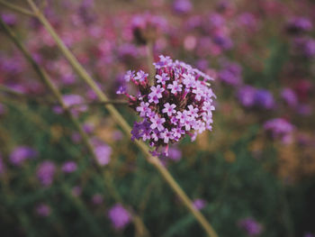 Close-up of purple flowering plant